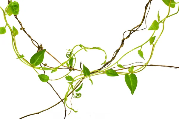 Çarpık kalp şekilli yapraklar tropikal ağaçların köklerinde beyaz arka planda izole edilmiş, kesme yolu olan beyaz arka planda izole edilmiş. Duvar kağıdı olarak kullanılabilir