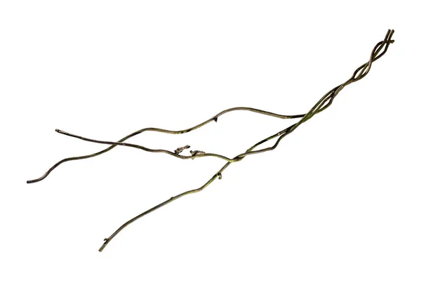 Κλείσε Ρίζα Του Ξύλου Spiral Στριμμένα Κλαδί Δέντρο Ζούγκλα Αμπέλου — Φωτογραφία Αρχείου