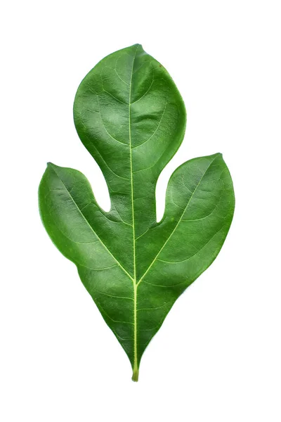 Breadfruit Plant Bladeren Met Takken Witte Geïsoleerde Achtergrond Voor Groen — Stockfoto
