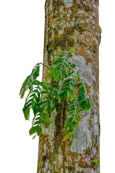 Dżungla Pnia Drzew Tropikalnych Roślin Liściastych Wspinaczka Monstera Monstera Deliciosa — Zdjęcie stockowe