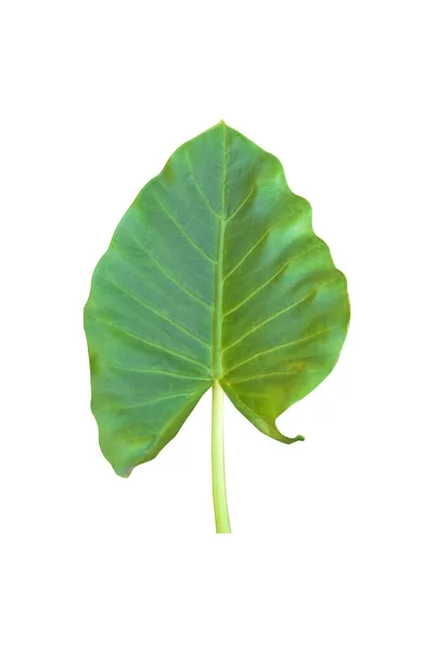Grote Hartvormige Groene Bladeren Van Elephant Oor Taro Colocasia Soorten — Stockfoto