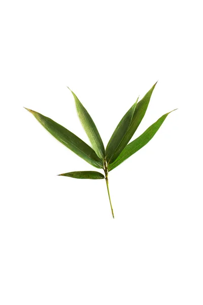 Folhas Bambu Isolado Fundo Branco Com Caminho Clipe Folha Tropical — Fotografia de Stock