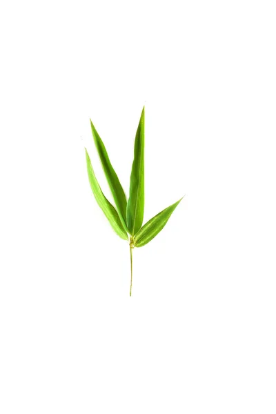 Folhas Bambu Isolado Fundo Branco Com Caminho Clipe Folha Tropical — Fotografia de Stock