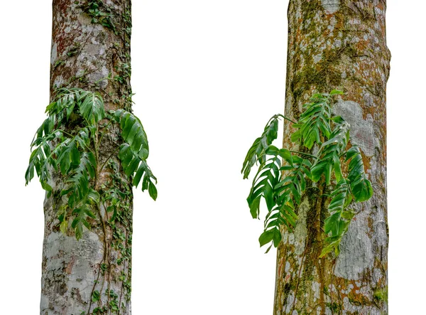 Jungle Tronc Arbre Avec Des Plantes Feuillage Tropical Grimpant Monstera — Photo