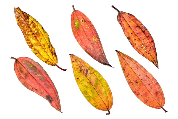 Collection Beautiful Colorful Autumn Leaves Isolated White Background Image Large — Stock Photo, Image