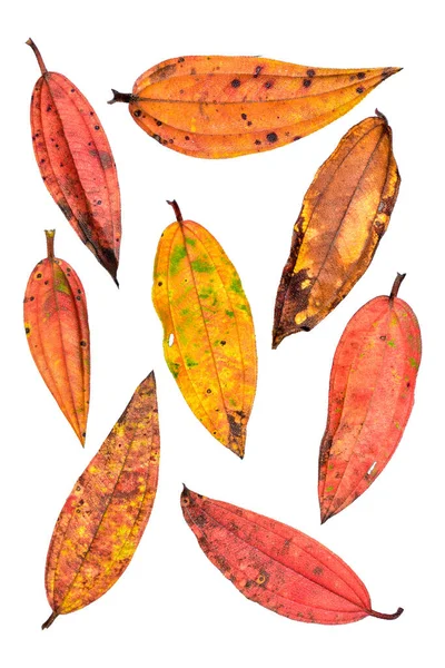 Collection Beautiful Colorful Autumn Leaves Isolated White Background Image Large — Stock Photo, Image