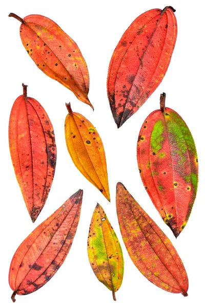 Collection Beautiful Colorful Autumn Leaves Isolated White Background Image Large — Stock Photo, Image