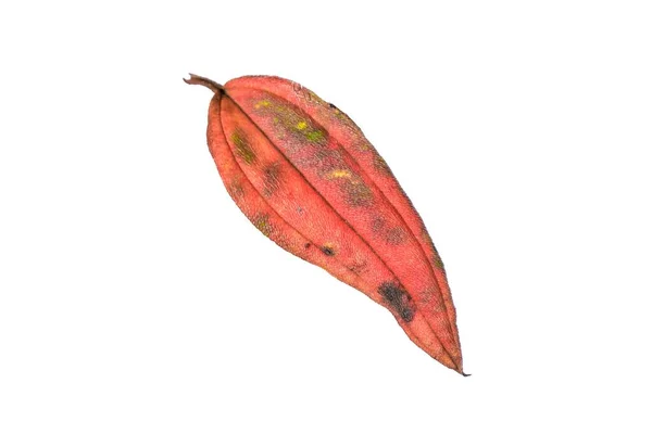 秋に黄色と赤のカエデの葉を乾燥させます Hd画像と大解像度 デスクトップ壁紙として使えます — ストック写真