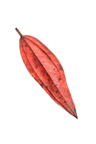 Сухой Желтый Красный Кленовые Листья Осенью Изображение Большое Разрешение Можно — стоковое фото