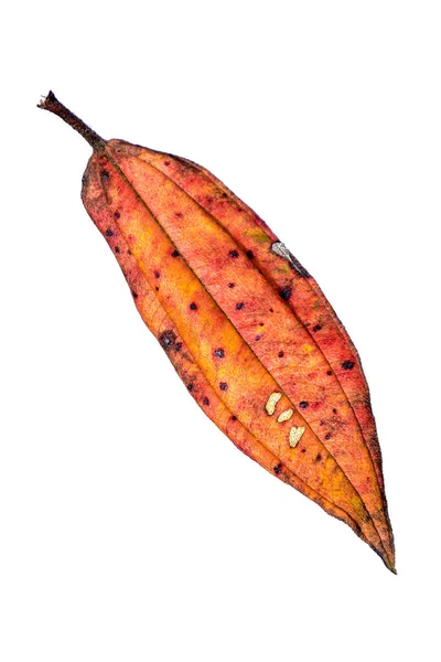 Droge Gele Rode Esdoorn Bladeren Herfst Beeld Grote Resolutie Kan — Stockfoto