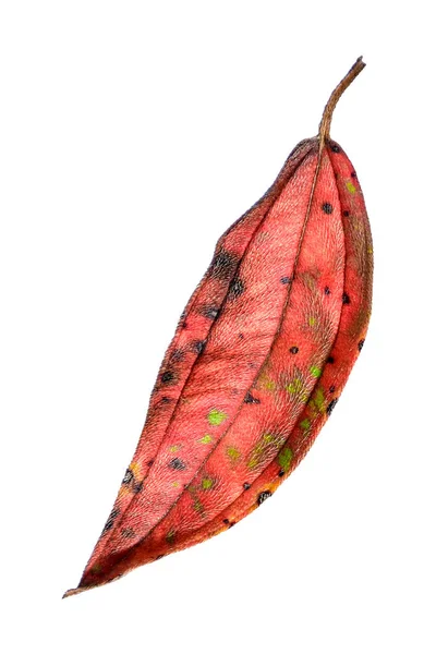 Folhas Bordo Amarelas Vermelhas Secas Outono Imagem Grande Resolução Pode — Fotografia de Stock