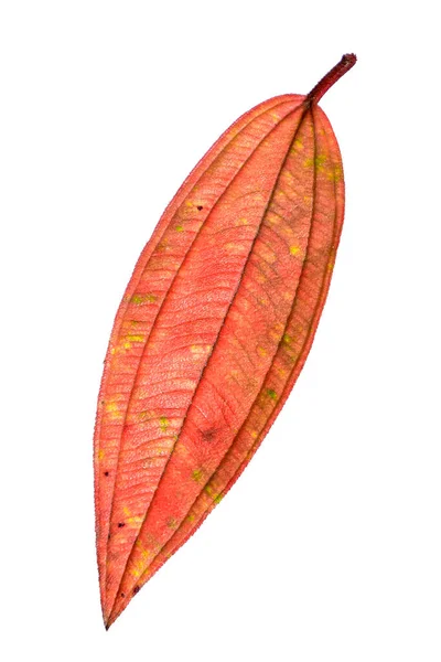 秋天干枯的黄红枫叶 高清影像及大解像度 可用作桌面墙纸 — 图库照片