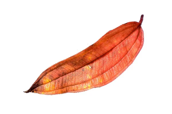 Folhas Bordo Amarelas Vermelhas Secas Outono Imagem Grande Resolução Pode — Fotografia de Stock