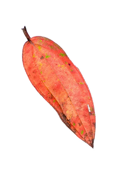 Природный Опавший Сухой Лист Осенью Изображение Большое Разрешение Можно Использовать — стоковое фото