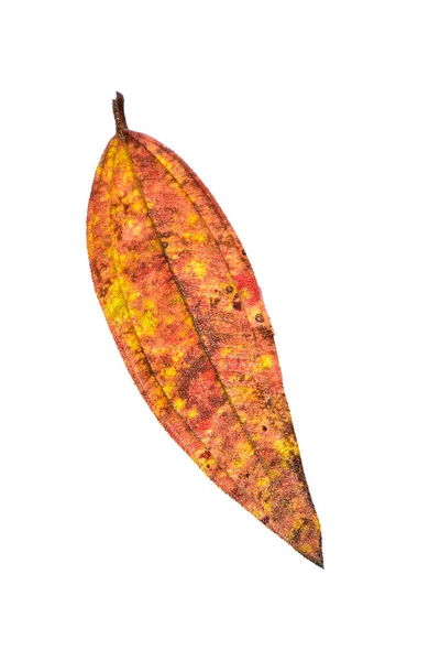 秋天的天然落叶 高清影像及大解像度 可用作桌面墙纸 — 图库照片