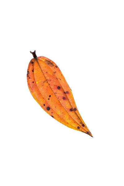 Natürliches Fallendes Trockenes Blatt Herbst Bild Und Große Auflösung Kann — Stockfoto