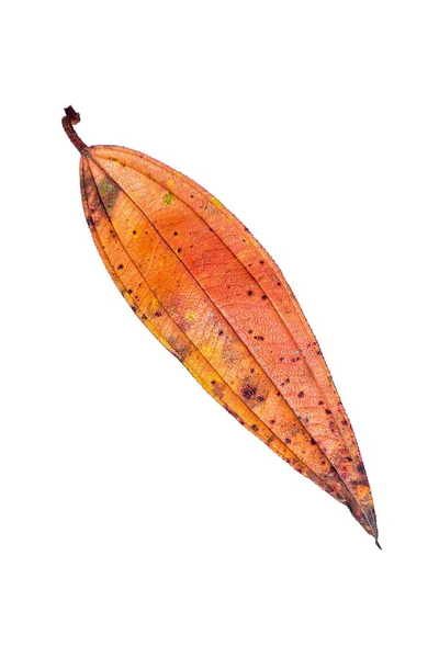 秋天的热带干叶被白色的背景隔离 有一条剪切线 高清影像及大解像度 可用作桌面墙纸 — 图库照片