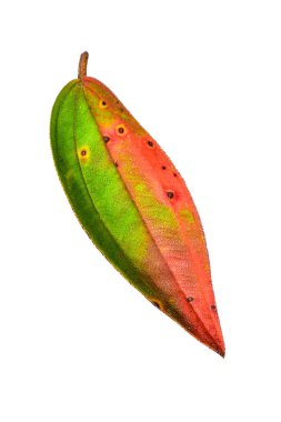 Sonbaharda tropik kuru yapraklar kesme yolu olan beyaz bir arka planda izole edilir. HD Resim ve Büyük Çözünürlük. Masaüstü duvar kağıdı olarak kullanılabilir