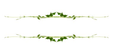 Çiçek Tasarımı. Kırpılmış orman sarmaşıkları kalp şeklinde yeşil yapraklı liana bitkisi beyaz arka planda izole, kırpma yolu dahil.