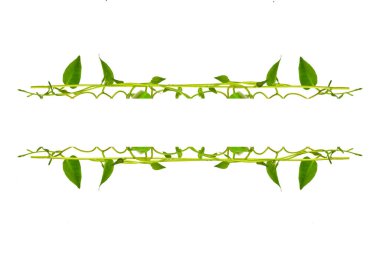 Çiçek Tasarımı. Kırpılmış orman sarmaşıkları kalp şeklinde yeşil yapraklı liana bitkisi beyaz arka planda izole, kırpma yolu dahil.