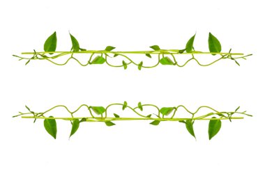 Çiçek Tasarımı. Kırpılmış orman sarmaşıkları kalp şeklinde yeşil yapraklı liana bitkisi beyaz arka planda izole, kırpma yolu dahil.