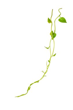 Çiçek Tasarımı. Kırpılmış orman sarmaşıkları kalp şeklinde yeşil yapraklı liana bitkisi beyaz arka planda izole, kırpma yolu dahil.