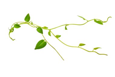 Çiçek Tasarımı. Kırpılmış orman sarmaşıkları kalp şeklinde yeşil yapraklı liana bitkisi beyaz arka planda izole, kırpma yolu dahil.