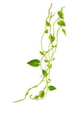 Çiçek Tasarımı. Kırpılmış orman sarmaşıkları kalp şeklinde yeşil yapraklı liana bitkisi beyaz arka planda izole, kırpma yolu dahil.