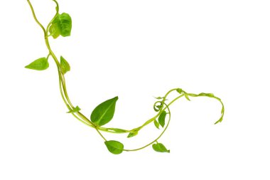 Çiçek Tasarımı. Kırpılmış orman sarmaşıkları kalp şeklinde yeşil yapraklı liana bitkisi beyaz arka planda izole, kırpma yolu dahil.