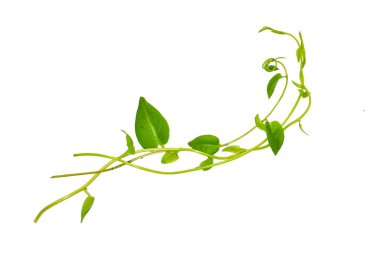 Çiçek Tasarımı. Kırpılmış orman sarmaşıkları kalp şeklinde yeşil yapraklı liana bitkisi beyaz arka planda izole, kırpma yolu dahil.