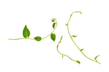 Çiçek Tasarımı. Kırpılmış orman sarmaşıkları kalp şeklinde yeşil yapraklı liana bitkisi beyaz arka planda izole, kırpma yolu dahil.