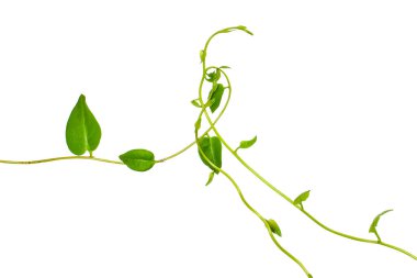 Çiçek Tasarımı. Kırpılmış orman sarmaşıkları kalp şeklinde yeşil yapraklı liana bitkisi beyaz arka planda izole, kırpma yolu dahil.