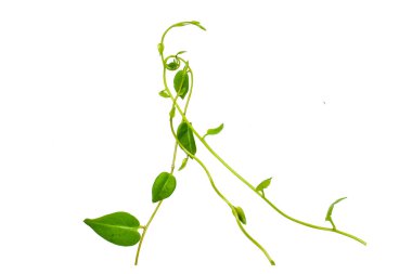 Çiçek Tasarımı. Kırpılmış orman sarmaşıkları kalp şeklinde yeşil yapraklı liana bitkisi beyaz arka planda izole, kırpma yolu dahil.