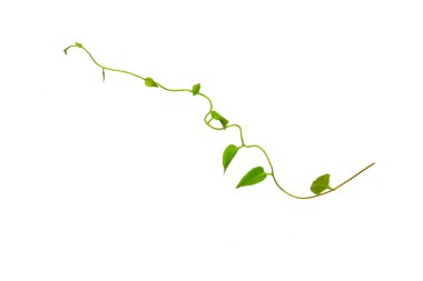 Çiçek Tasarımı. Kırpılmış orman sarmaşıkları kalp şeklinde yeşil yapraklı liana bitkisi beyaz arka planda izole, kırpma yolu dahil.