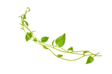 Çiçek Tasarımı. Kırpılmış orman sarmaşıkları kalp şeklinde yeşil yapraklı liana bitkisi beyaz arka planda izole, kırpma yolu dahil.