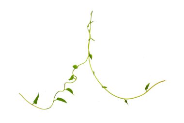 Çalı üzümü veya üç yapraklı yabani asma cayratia (Cayratia trifolia) liana sarmaşık bitkisi çalılığı, beyaz arka planda izole edilmiş doğa çerçevesi orman sınırı, kırpma yolu