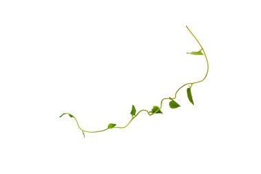 Çalı üzümü veya üç yapraklı yabani asma cayratia (Cayratia trifolia) liana sarmaşık bitkisi çalılığı, beyaz arka planda izole edilmiş doğa çerçevesi orman sınırı, kırpma yolu