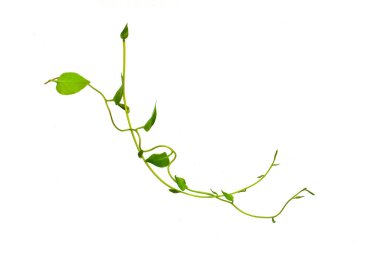 Çalı üzümü veya üç yapraklı yabani asma cayratia (Cayratia trifolia) liana sarmaşık bitkisi çalılığı, beyaz arka planda izole edilmiş doğa çerçevesi orman sınırı, kırpma yolu