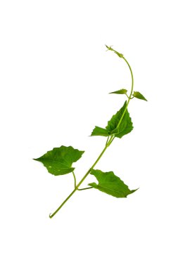 Çalı üzümü veya üç yapraklı yabani asma cayratia (Cayratia trifolia) liana sarmaşık bitkisi çalılığı, beyaz arka planda izole edilmiş doğa çerçevesi orman sınırı, kırpma yolu