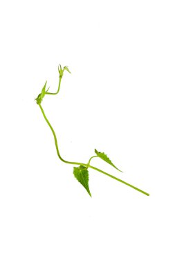 Kalp şeklinde yeşil yapraklar bükülmüş sarmaşık yaprakları beyaz arka planda izole edilmiş liana orman bitkisi kırpma yolu ile