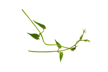 Kalp şeklinde yeşil yapraklar bükülmüş sarmaşık yaprakları beyaz arka planda izole edilmiş liana orman bitkisi kırpma yolu ile