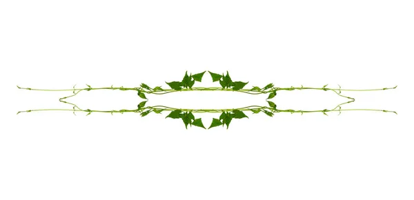 Blommig Desaign Vridna Djungel Vinstockar Liana Växt Med Hjärtformade Gröna — Stockfoto