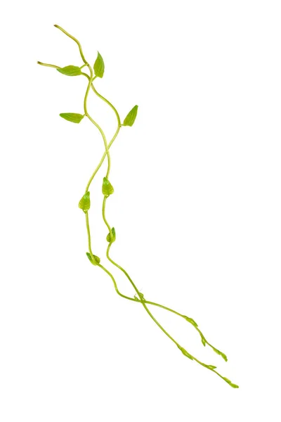 Floral Desaign Verdrehte Dschungel Reben Lianenpflanze Mit Herzförmigen Grünen Blättern — Stockfoto