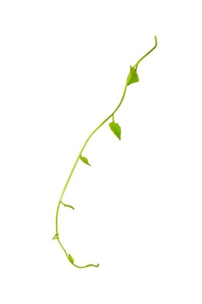 Kwiat Desaign Twisted Jungle Winorośli Liana Roślin Kształcie Serca Zielone — Zdjęcie stockowe