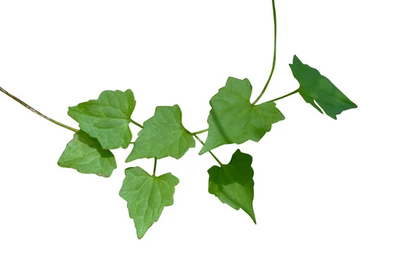 초록빛을 꼬불꼬불 덩굴식물 리아나 식물의 모양을 잎들이 배경에 고립되어 — 스톡 사진