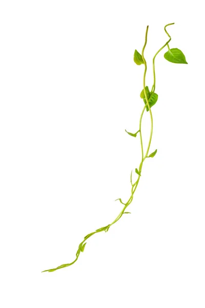 Çiçek Tasarımı. Kırpılmış orman sarmaşıkları kalp şeklinde yeşil yapraklı liana bitkisi beyaz arka planda izole, kırpma yolu dahil.
