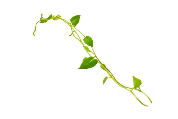 Çiçek Tasarımı. Kırpılmış orman sarmaşıkları kalp şeklinde yeşil yapraklı liana bitkisi beyaz arka planda izole, kırpma yolu dahil.