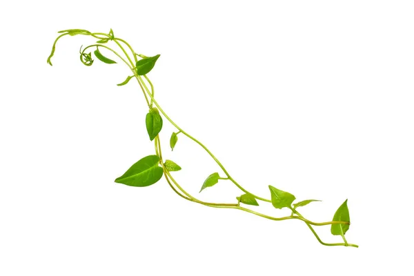 花香花香 丛生藤蔓植物 心形绿叶 白色背景隔离 剪枝路径包括 — 图库照片