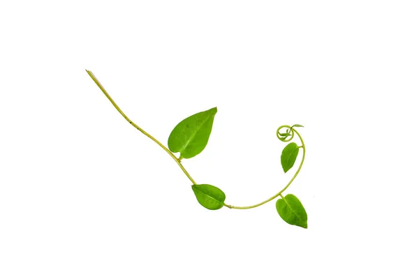 花のデザイン 白い背景に孤立したハート型の緑の葉を持つツイストジャングルブドウのリアナ植物 クリッピングパスが含まれています — ストック写真