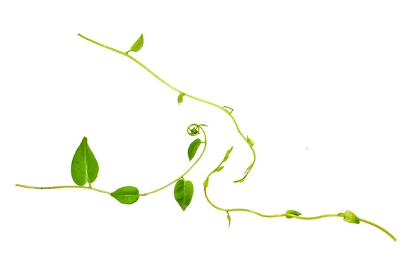 초록빛을 꼬불꼬불 덩굴식물 리아나 식물의 모양을 잎들이 배경에 고립되어 — 스톡 사진